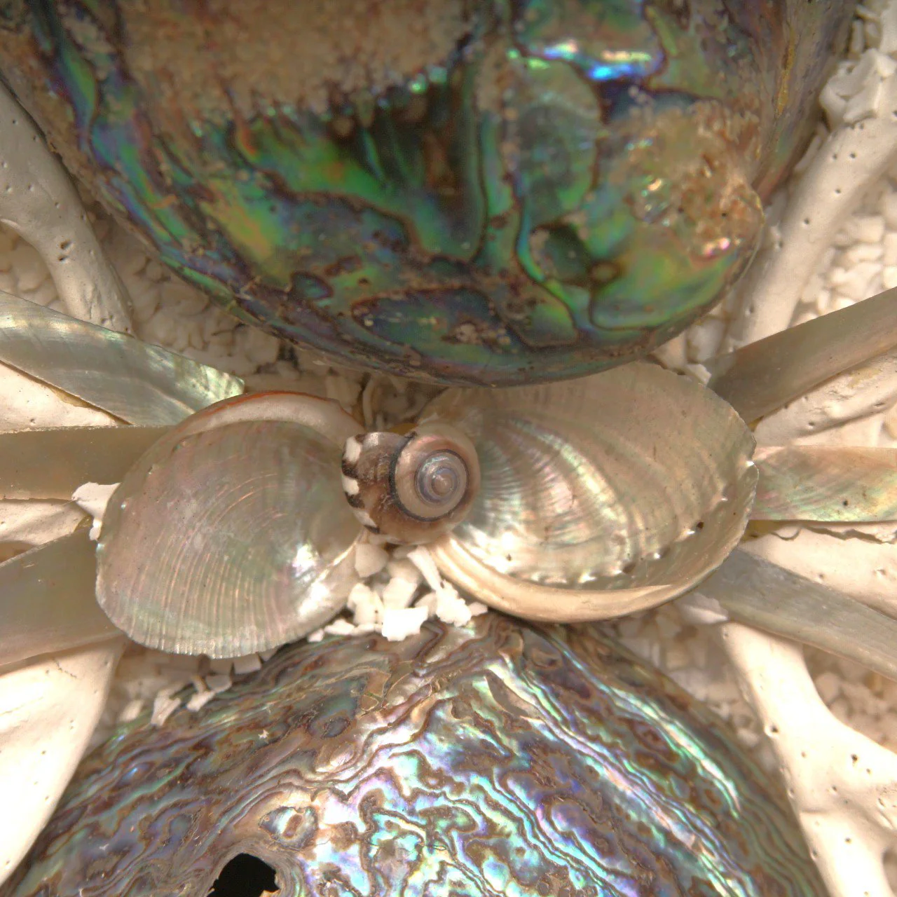 Contemporary Monumental Abalone Shell and Spider Coral Mirror - Image 4