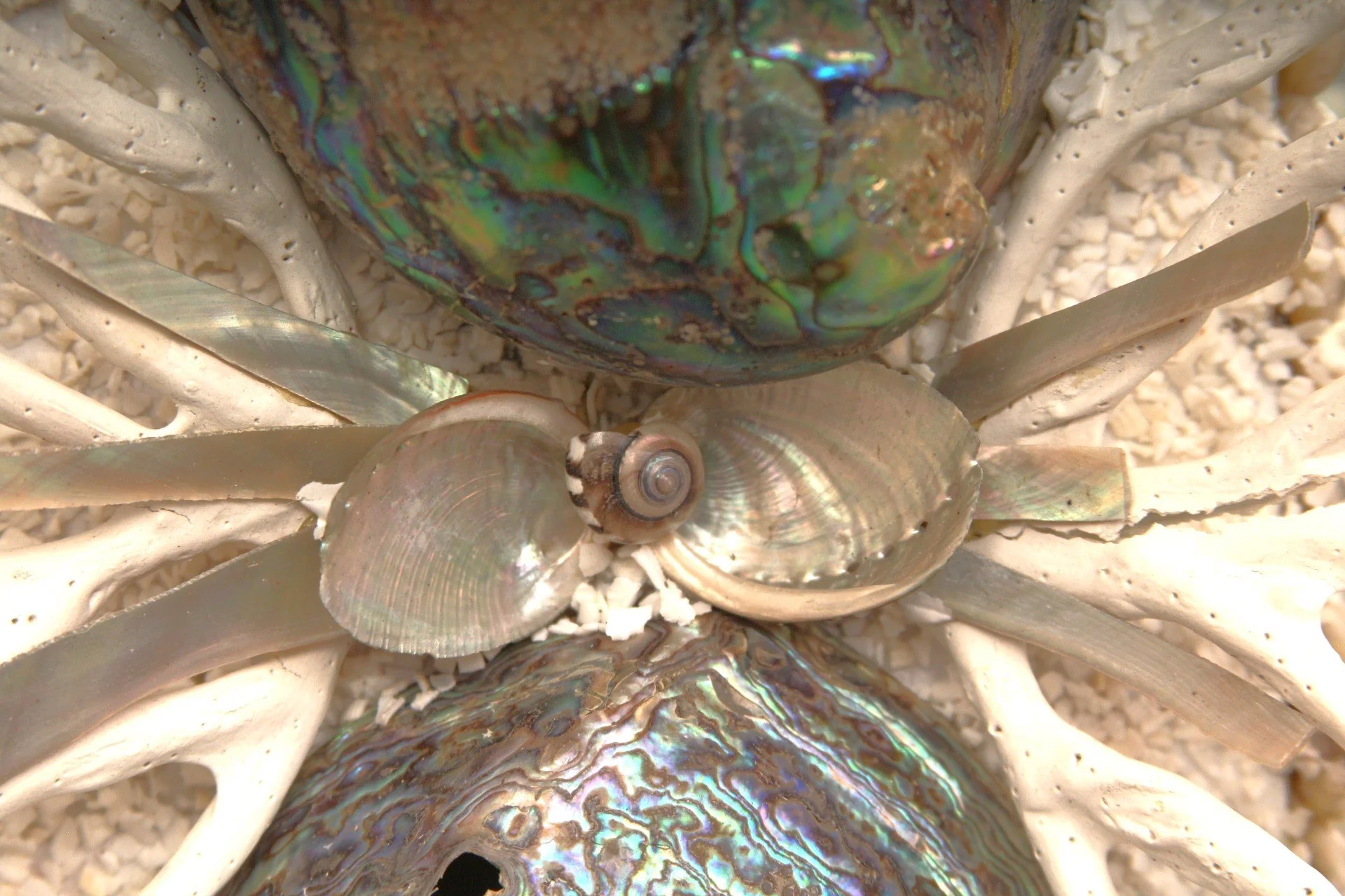 Contemporary Monumental Abalone Shell and Spider Coral Mirror - Image 7