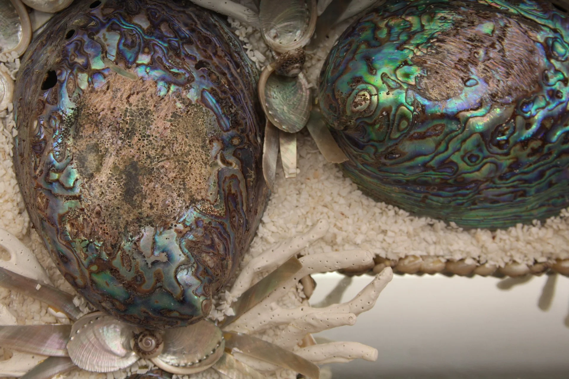 Contemporary Monumental Abalone Shell and Spider Coral Mirror - Image 9
