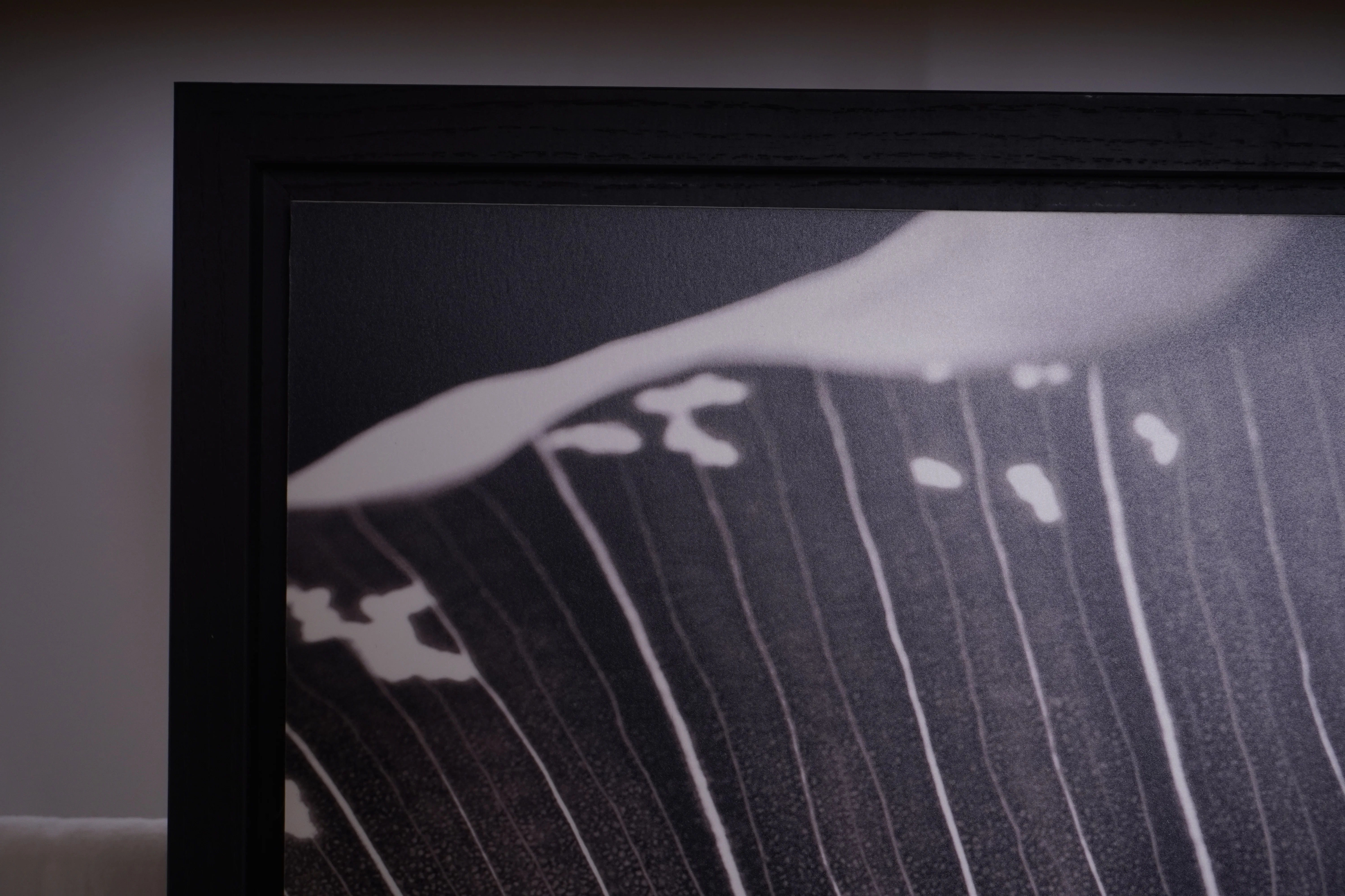 PIETRO DE FILIPPI Leaves Photograph - Image 3